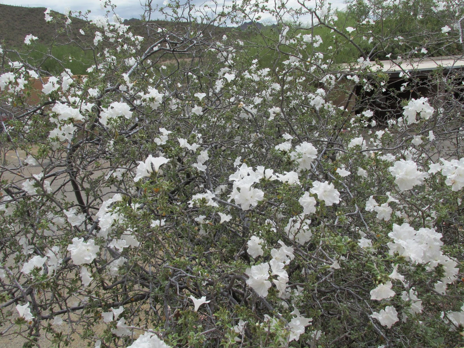 Little leaf cordia plant