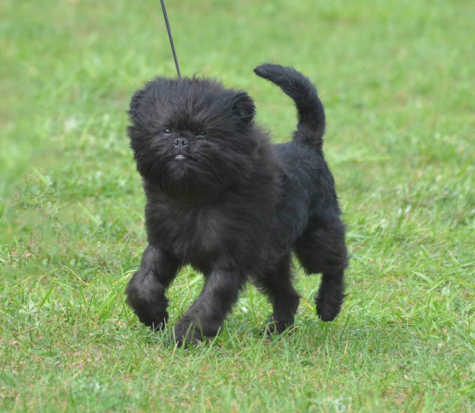 Small Dog Breeds Black And White Dog Breeds Pet Image Gallery Gyxpj1nodj White Dog Breeds Black Dogs Breeds Dog Breeds