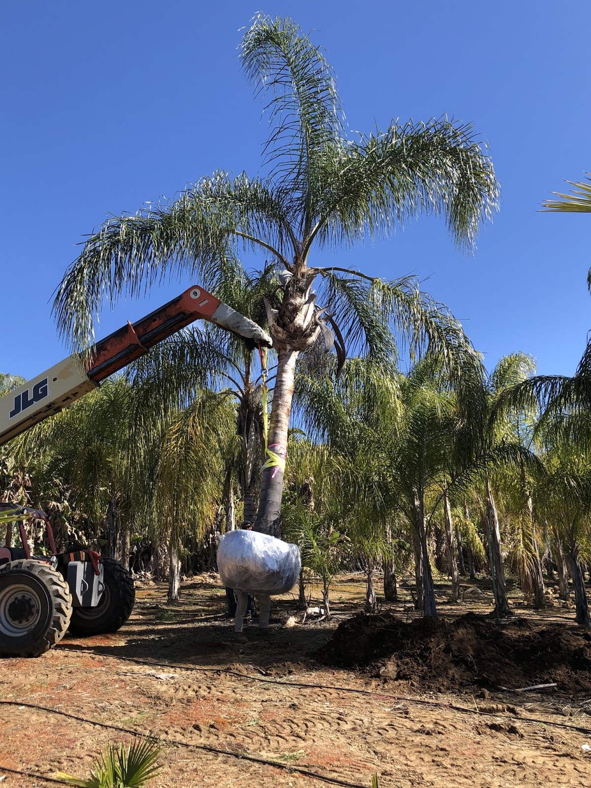 Gregory Palm Farms HOW MUCH DOES A 16 FOOT CALIFORNIA QUEEN PALM