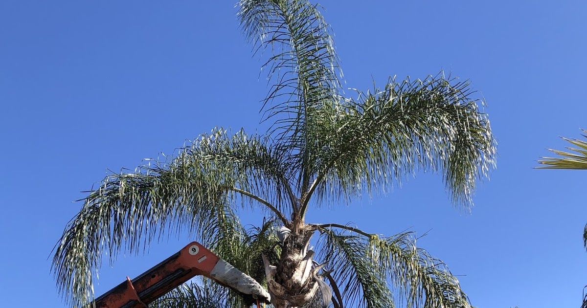 Gregory Palm Farms HOW MUCH DOES A 16 FOOT CALIFORNIA QUEEN PALM