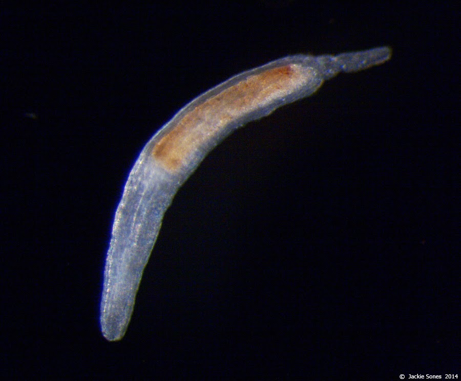 The Natural History of Bodega Head A ribbon worm in your cap!