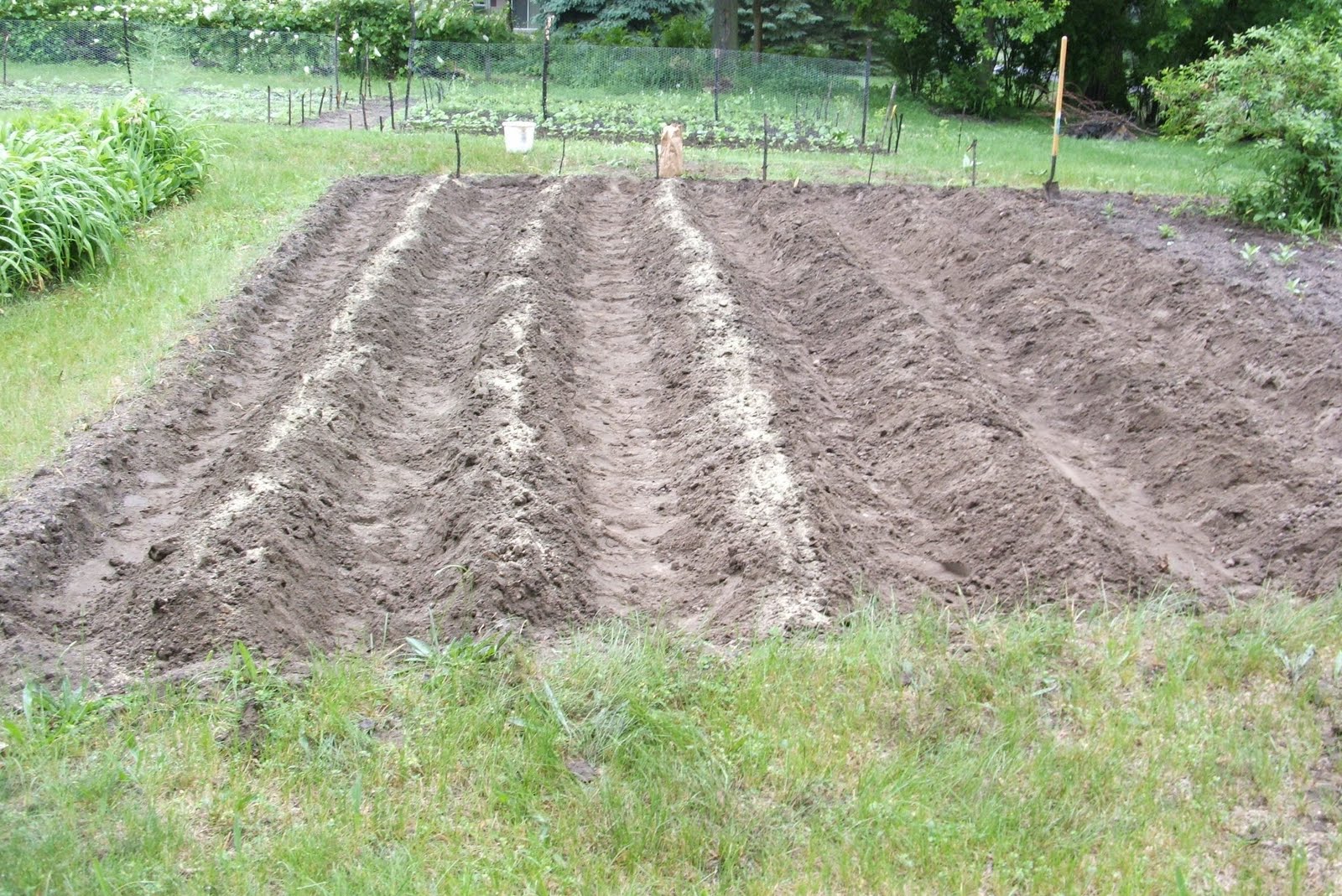 God's Growing Garden: Planting Sweet Potatoes