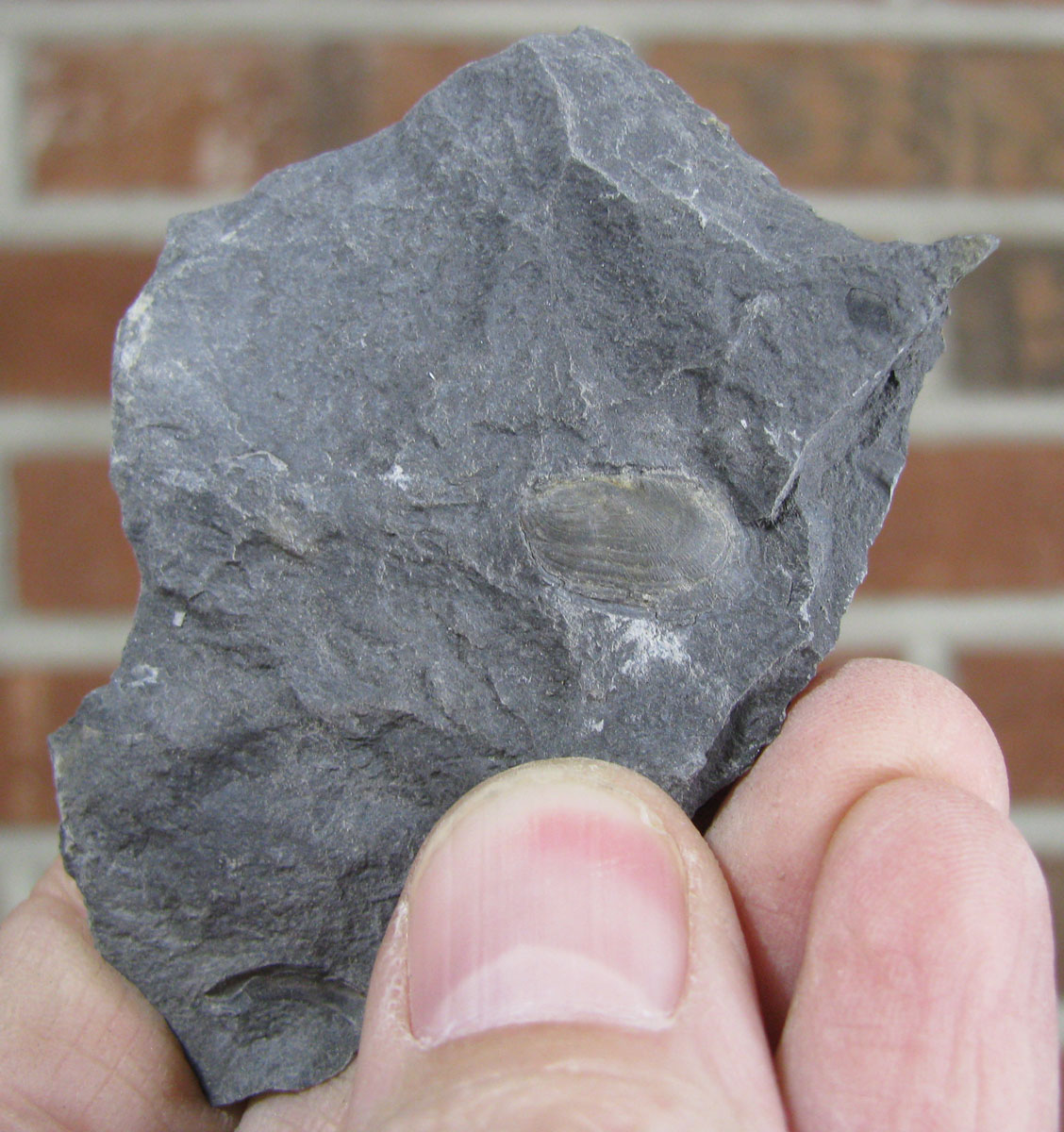 Views of the Mahantango Grammatodon hamiltoniae pelecypod from the