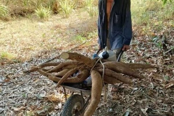 Agricultor colhe mandioca com mais de 30kg na Paraíba