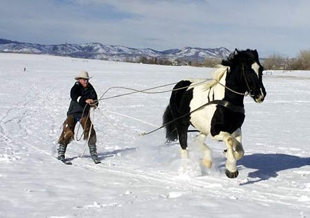 skijoring.jpg
