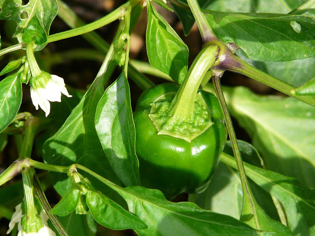 El pimiento (Capsicum annuum)