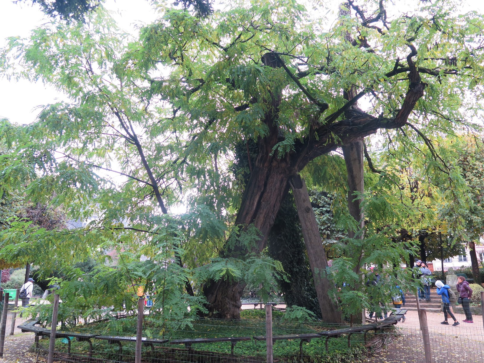 LES MERVEILLES DE DANIELLE Le plus vieil arbre de Paris...