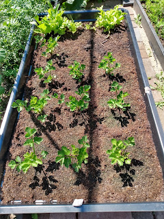 Celeriac plants, Greenhouse Sensation, Large Salad Planter