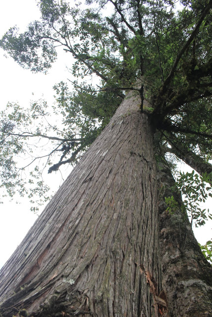 Taiwania cryptomerioides