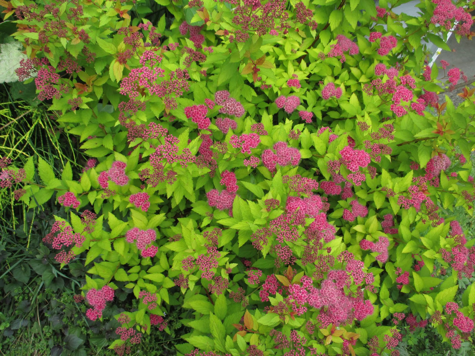 An East Sussex Garden Spiraea Japonica Goldflame And Berberis