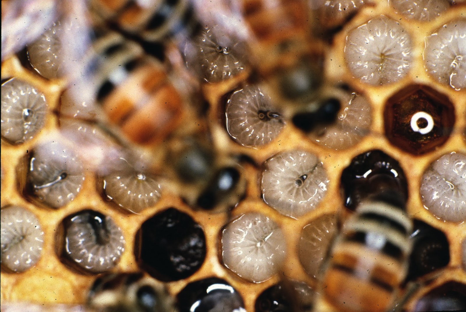 Cómo hacen la miel las abejas