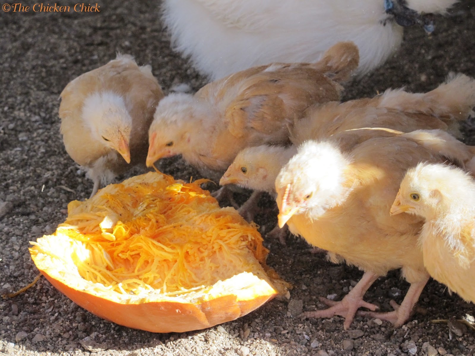Top 5 Myths And Facts About Treats For Chickens Community Chickens