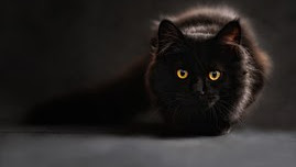 KEHEBATAN SEEKOR KUCING (Cerita Rakyat Bengkulu)