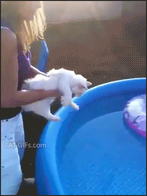 Amazing Cat GIF • Floating cat in his small swimming pool. Funny cool and clever cat. He really loves water Amazing Cat GIF • Floating cat in his small swimming pool. Funny cool and clever cat. He really loves water