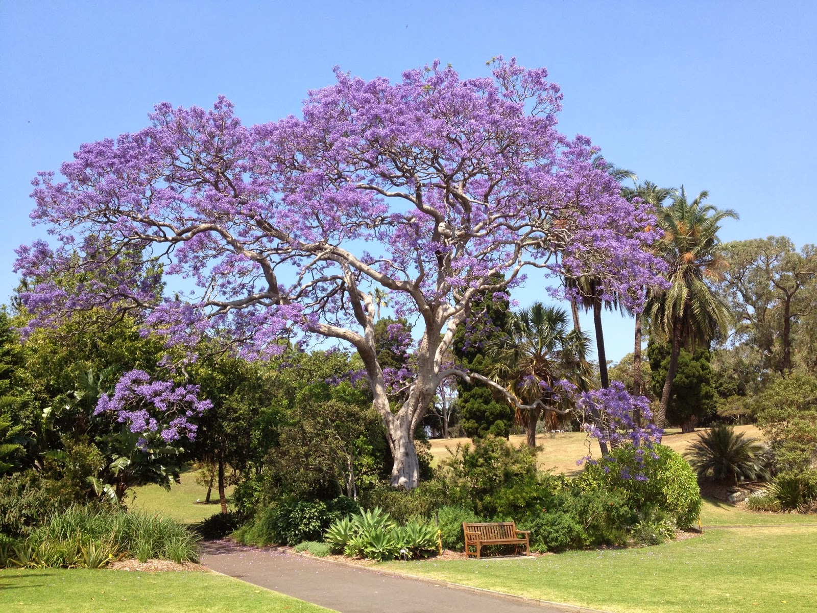 The Cabbages of Doom The Joy of Jacaranda trees