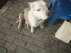 A abandoned "Mix-Breed Bulldog" spotted at "Night Market.