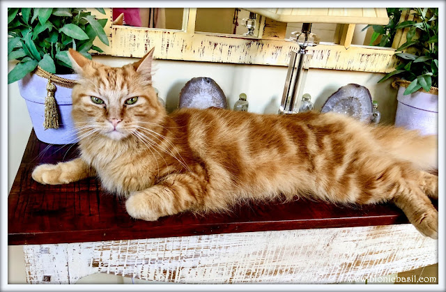 50 Shades of Ginger on The Sunday Selfies @BionicBasil® Ginger Cat Appreciation Day - Fudge