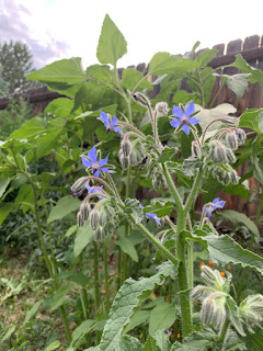 Blue Borage Flowers with sunflower in background