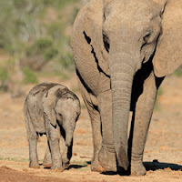 Check Out Some Fun Facts About Wildlife Mothers & Get Free Spins at Springbok Casino This Month