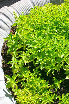 Growing Basil