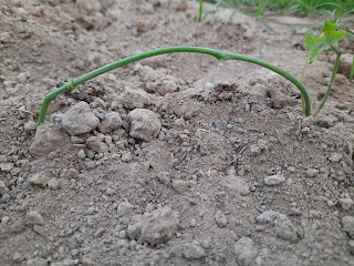 Pointed gourd Ring method