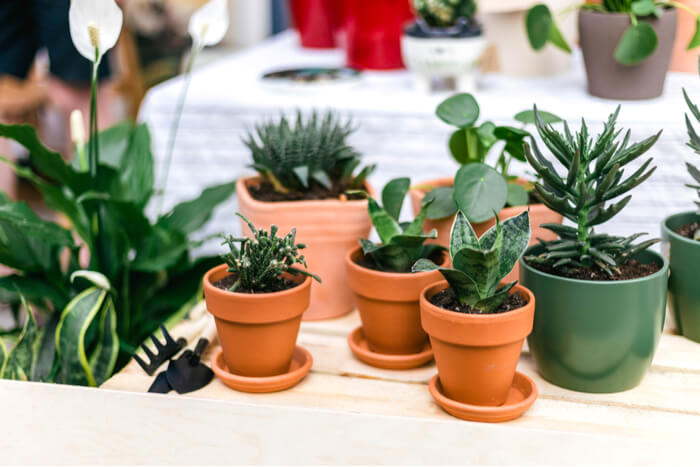 Storchschnabel Und Andere Stauden September 2016