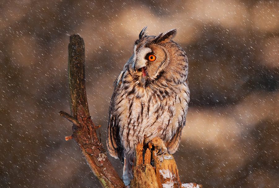 13. Long eared owl