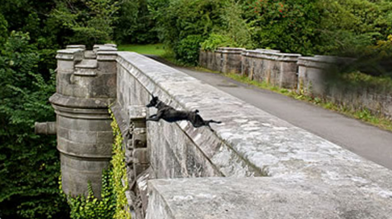 Jembatan Bunuh Diri Anjing
