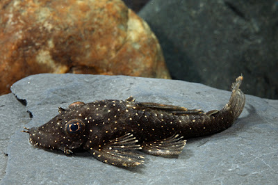 bristlenose-pleco.jpg