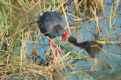 Polla blava (Porphyrio porphyrio)