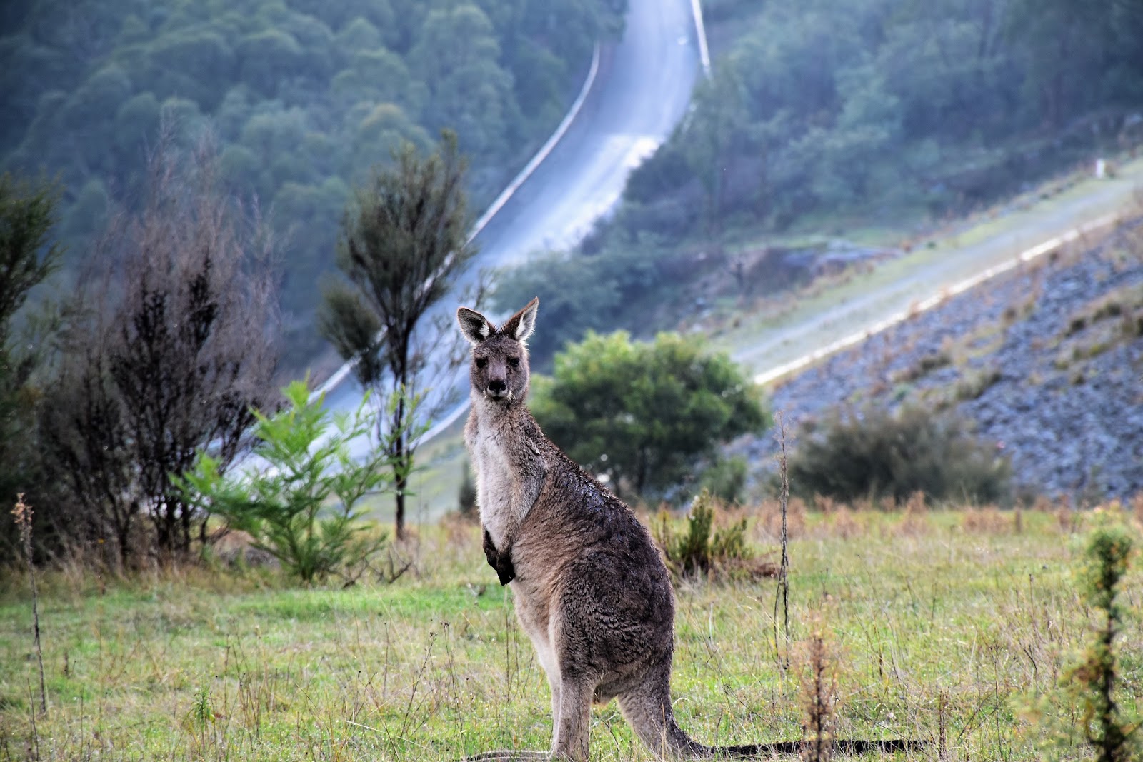 Goin' Feral One Day At A Time: Cardinia Reservoir Park Walk - June 2019