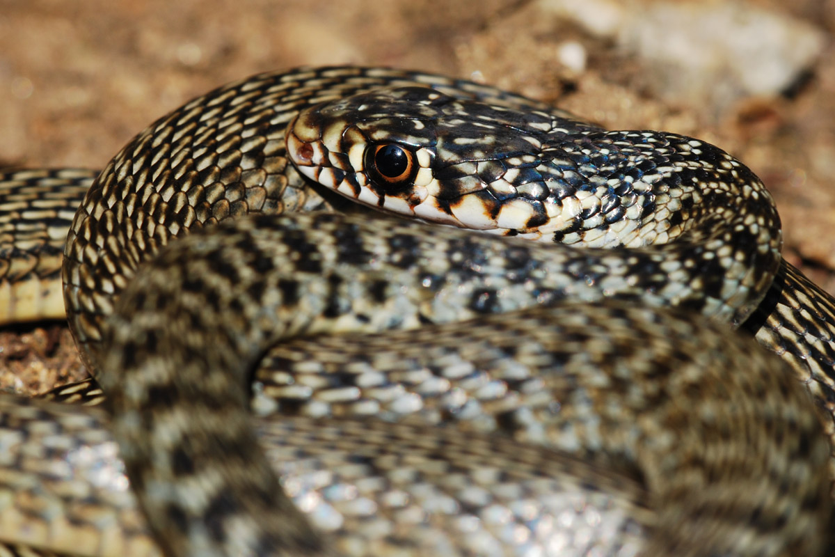 Yorkshire Field Herping and Wildlife Photography A Field Herping Trip
