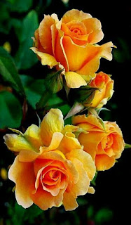 rosas-de-color-amarillo