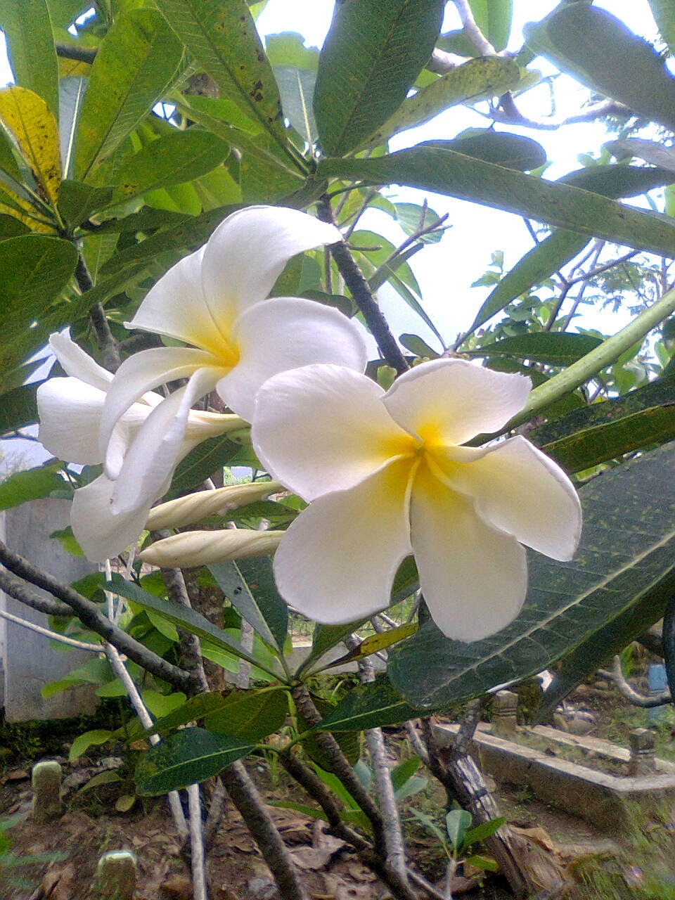 Kapurinjing Bunga  Kamboja  Putih 