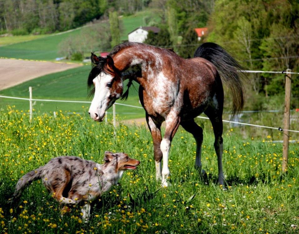 what color gene is most dominant in horses