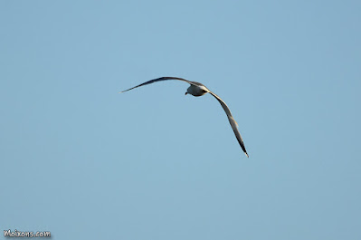 Gavià argentat (Larus michahellis)