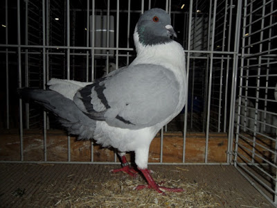 blue barred florentine pigeons - tauben