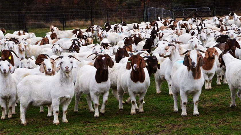 goat framing, goat shed, most profitable pet business