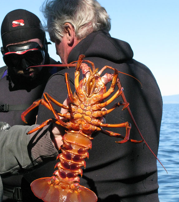 Ocean Sports Scuba & Freediving in Lompoc,CA. Full Service Dive Shop w