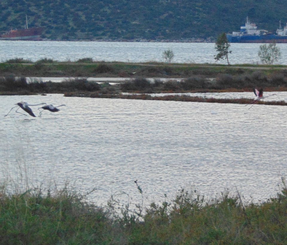 νεα λαμψακος φαγητο, νεα λαμψακος πληθυσμος, νεα λαμψακος ξενοδοχεια, χαλκιδα νεα λαμψακος αποσταση παραλία, νέα λάμψακος, νεα λαμψακος τκ, αρχαία λάμψακος χάρτης