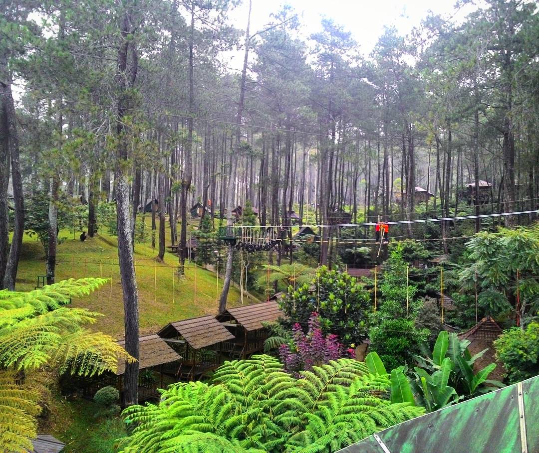 Wisata Hutan Pinus Kediri – Tempat Wisata Indonesia