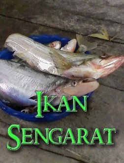 Mancing Ikan Lais Umpan Jangkrik Di Sungai Keruh Pesta Strike Bonus Babon Ikan Betok Youtube