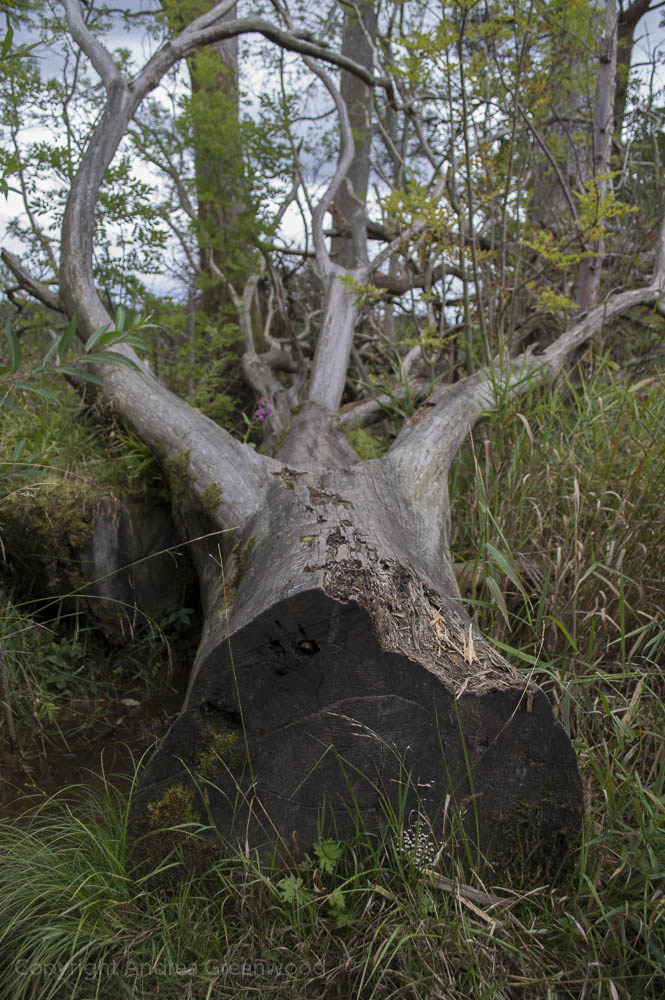 The best of my landscape, macro and animal photography: Felled tree