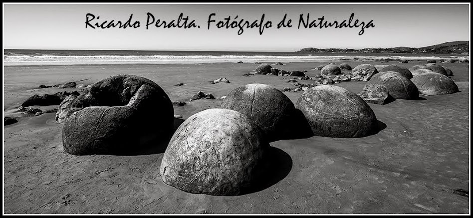         Ricardo Peralta. Fotógrafo de Naturaleza