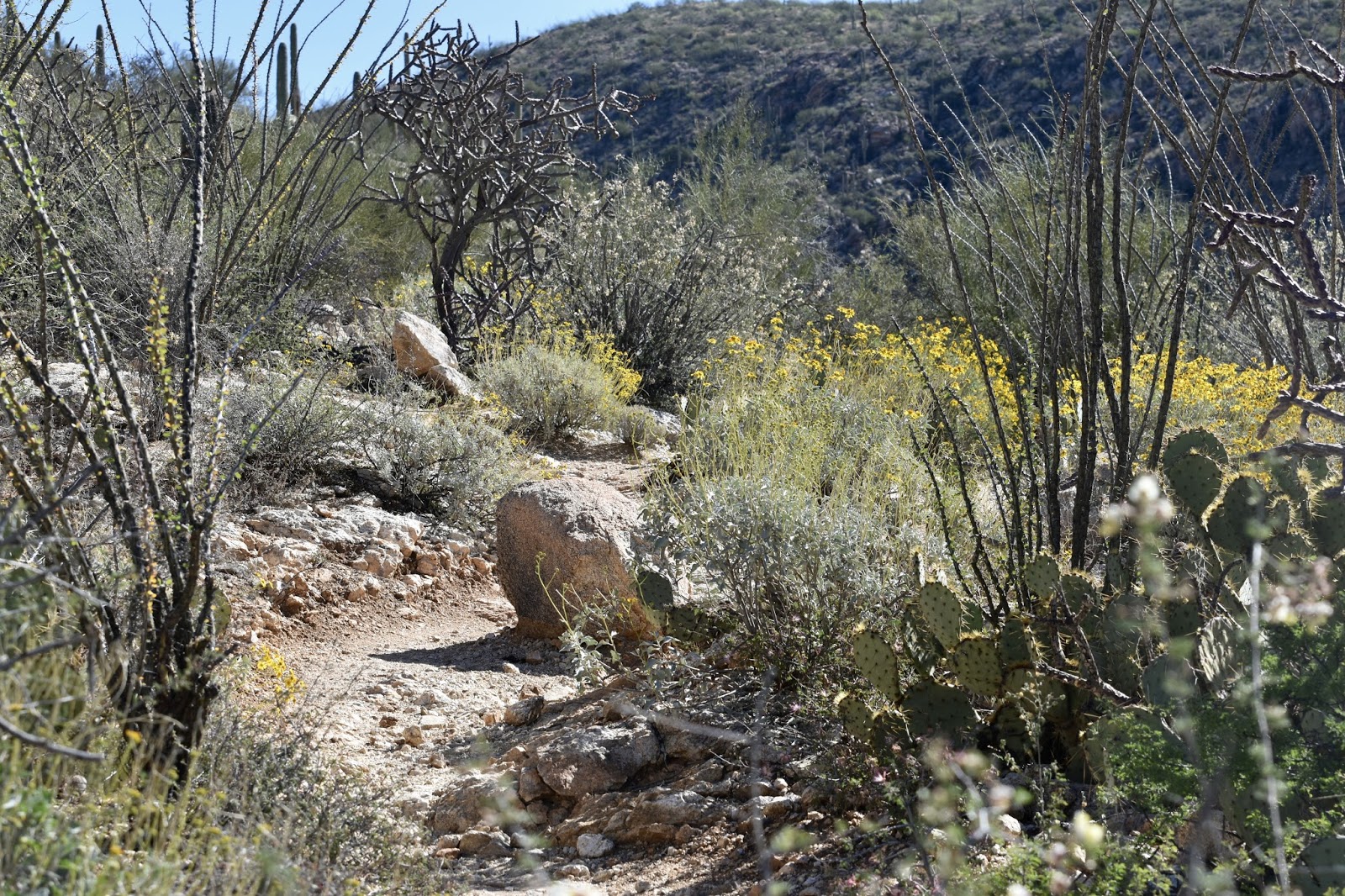 goodtimesrollin Tanque Verde Canyon