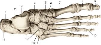portakalin faydalari nelerdir kisaca