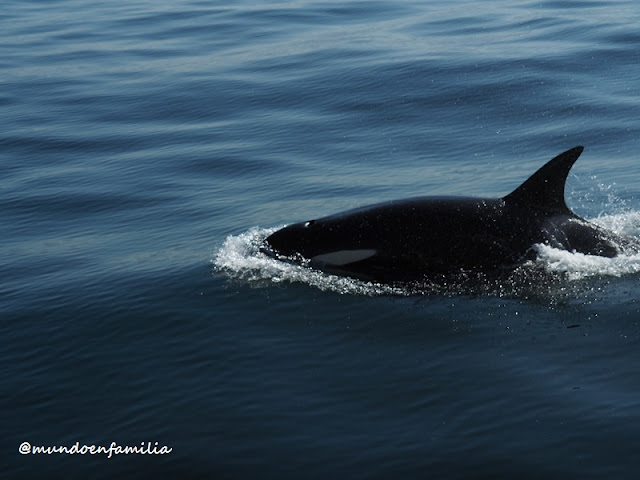 Avistamiento de orcas en Hermanus