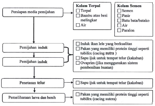 Tahapan sistem produksi pembenihan ikan lele adalah sebagai berikut, kecuali