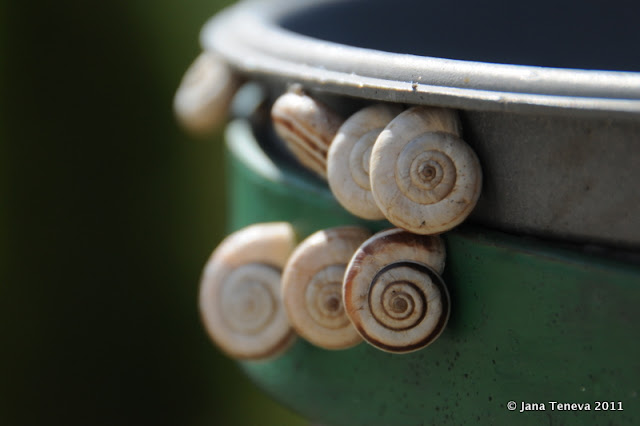snails Bulgaria