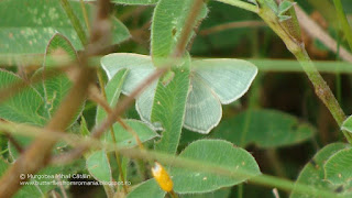 Chlorissa viridata DSC121656